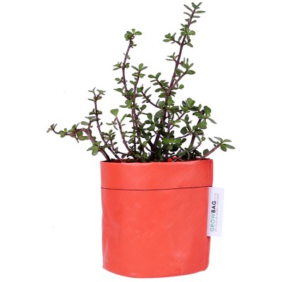 Growbag Regular Orange Planter 