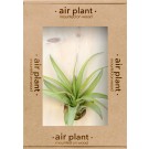 Microgarden Air Plant Tillandsia Multiflora