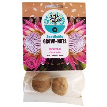 SeedleMe Grownuts - Cynaroides Protea