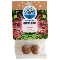 SeedleMe Grownuts - Eximia Protea