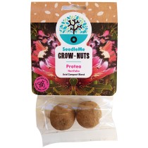 SeedleMe Grownuts - Nerifolia Protea