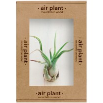 Microgarden Air Plant  Caput Medusae